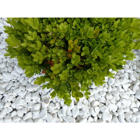 Classgarden – Galet décoratif blanc brillant 12-24 mm – Sac de 20 Kg – Reflets pailletés pour aménagement paysager – Compatible géotextile blanc