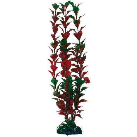 Classical Plants Ludwigia MD AMTRA