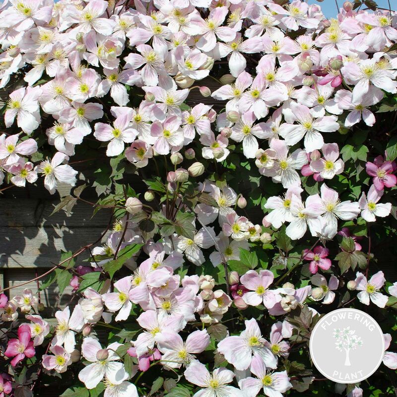 Bloomique - Clématite Montana 'Tetrarose' - Vigne forestière - Plante grimpante - Facile d'entretien - ⌀15 cm - ↕60-70 cm