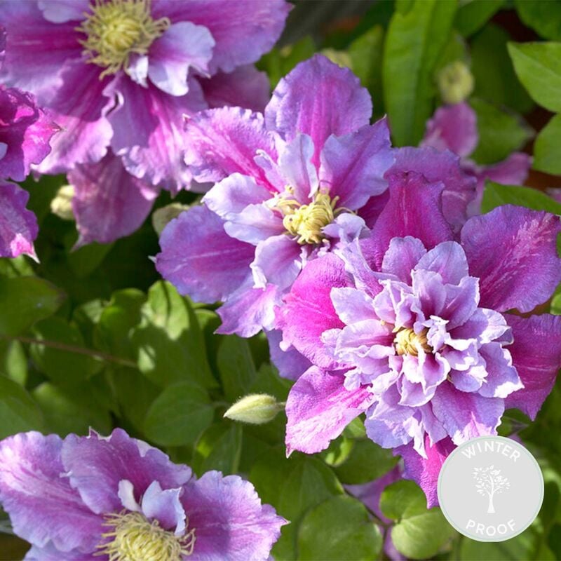 Bloomique - Clematis Piilu – Liane des bois à grandes fleurs – Plante grimpante – Rustique - ⌀15 cm - ↕60-70 cm