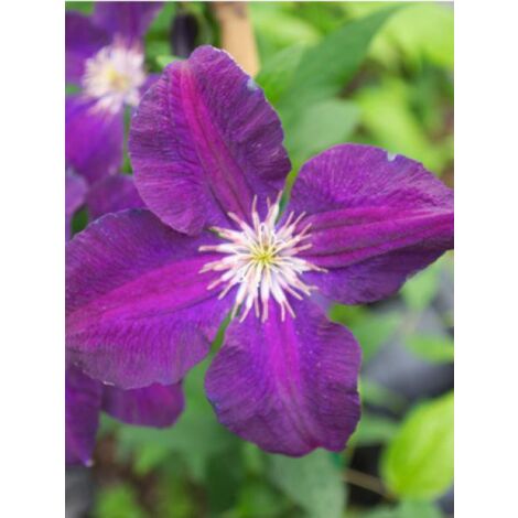 Clematis   'Romantika' Pot de 2L/3L
