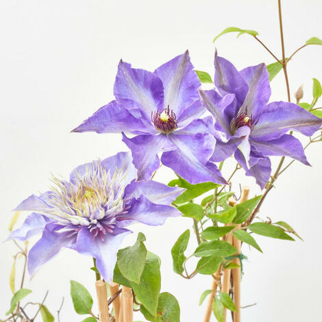 CLEMATIS - SURTIDO VARIADO - MACETA 2 LITROS