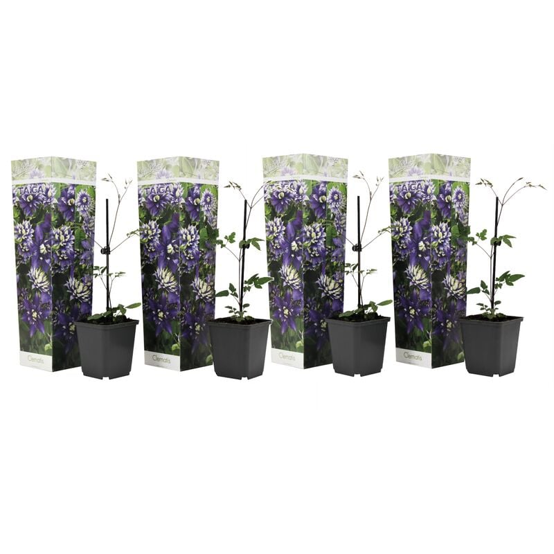 Plant In A Box - Clematis Taiga - Set de 4 - Plantes grimpantes - Pot 9cm - Hauteur 25-40cm - Violet