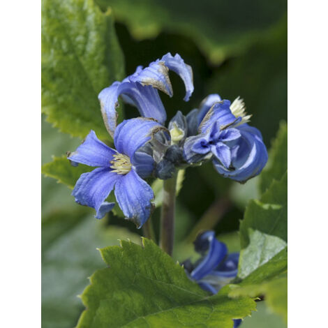 Clématite à feuilles de berce 'New Love' Pot de 2L/3L