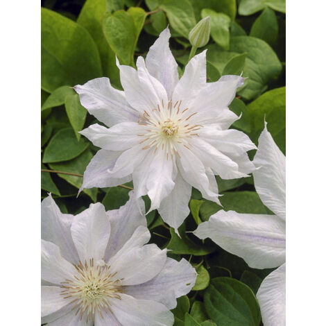 Clématite 'Alba' Pot de 2L/3L