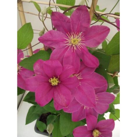 Clématite 'Alice Fisk' Pot de 2L/3L