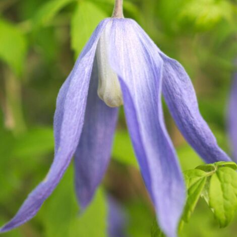 Clématite alpina Blue Dancer | Pot de 1,5L - Tuteur bambou 30/60 cm