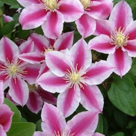 Clématite Angela® 'zoang' | Pot de 2L