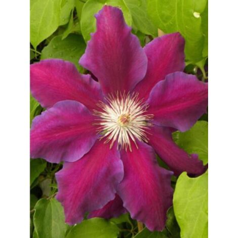 Clématite Anna Louise™ 'evithree' Pot de 3L/4L