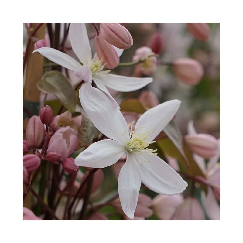 Javoy Plantes - Clématite Armandii 'Apple Blossom' - clematis 3L