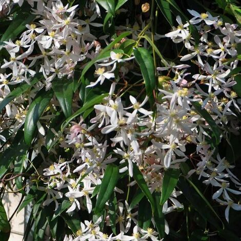 Clématite 'Armandii' (Clematis 'Armandii') - Conteneur 3L