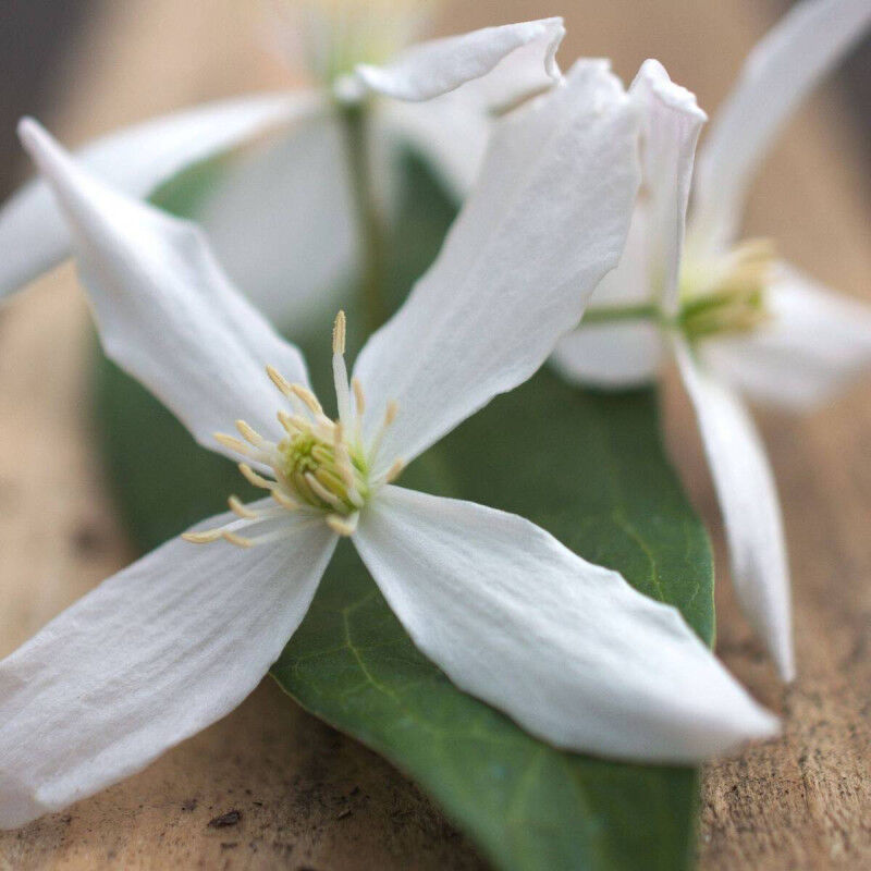 Plantes Avenue - Clématite armandii Enham star/Pot de 6L