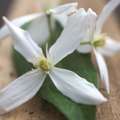 Clématite armandii Enham star