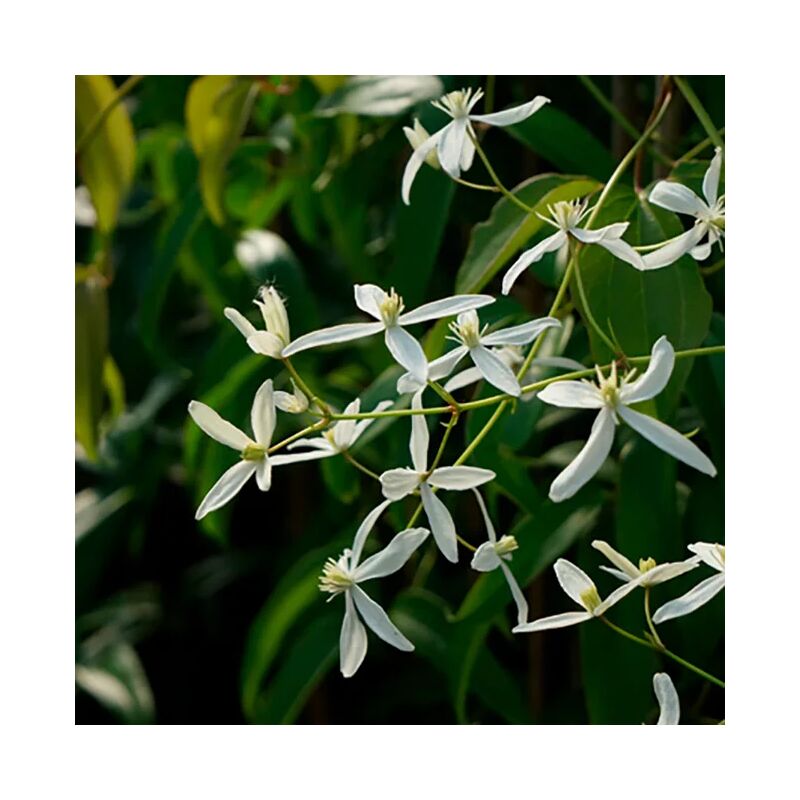 Javoy Plantes - Clématite Armandii 'Little White Charm' - clematis 3L