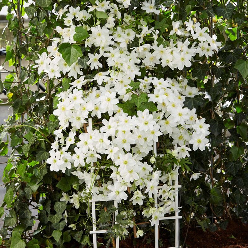 Clematis Avalanche P15H70