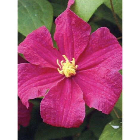 Clématite 'Barbara Harrington®' Godet de 8/9 cm