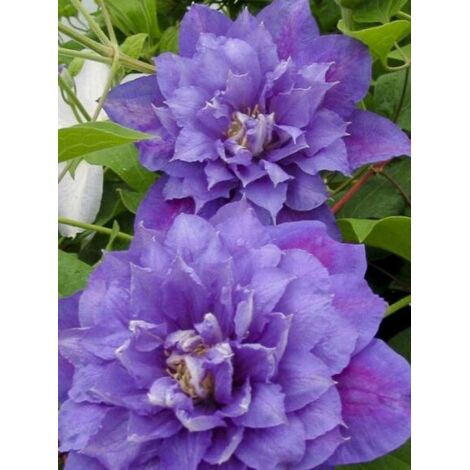 Clématite 'Beauty Of Worcester' Pot de 1,5L/2L