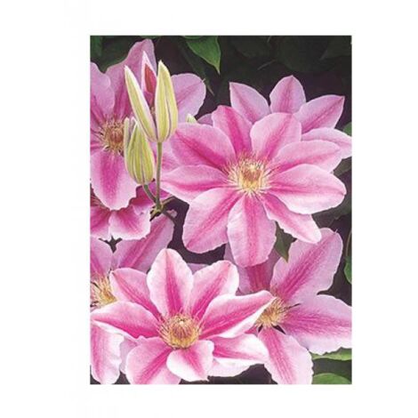Clématite 'Bee's Jubilée' Pot de 2L/3L