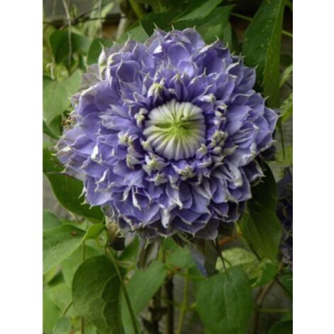 Clématite 'Blue Light®' Pot de 1,5L/2L