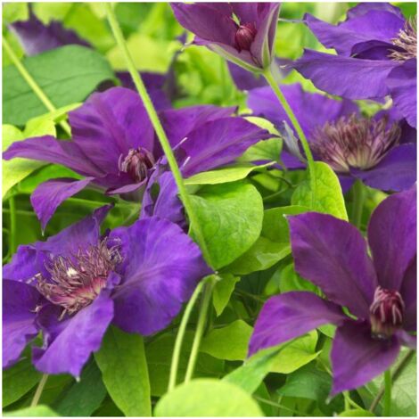 Clématite Burma star®