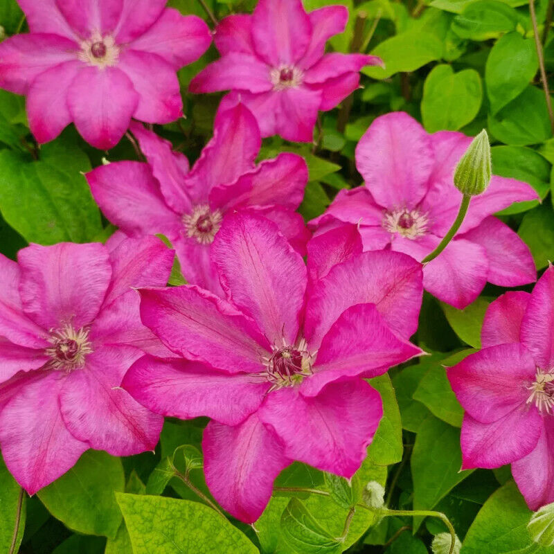 Plantes Avenue - Clématite chibi® Niida/Pot de 1,5L