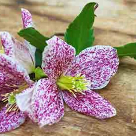 Clématite cireuse cirrhosa Freckles