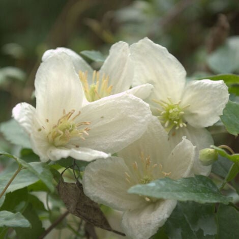 Clématite cireuse cirrhosa Jingle Bell's