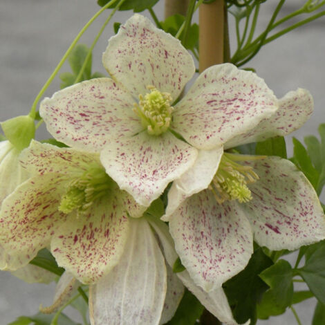 Clématite cireuse cirrhosa Winter Parasol®