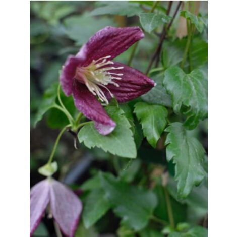 Clématite cireuse 'Lansdowne Gem' Pot de 2L/3L