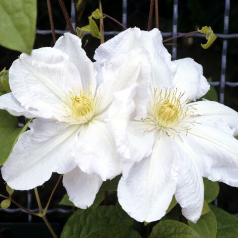 Clematite - Clematis Mevrouw Le Coultre 70cm