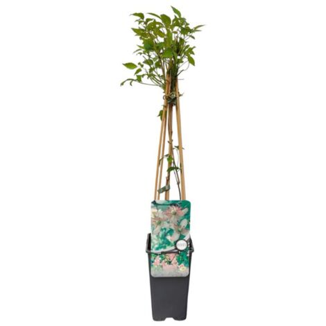 Clematite - Clematis montana Marjorie 70cm