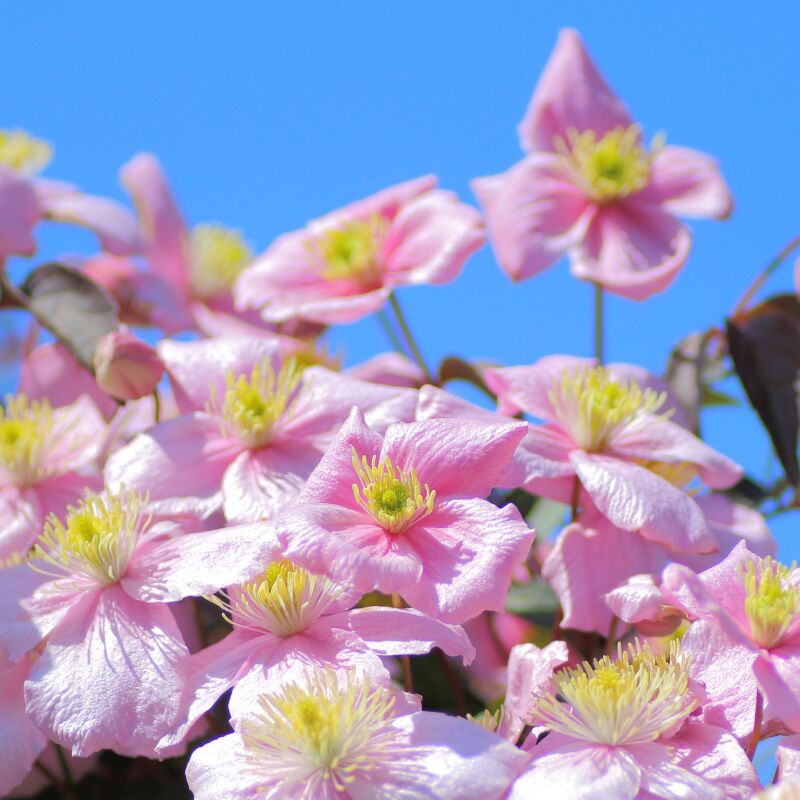 Fleur - Clematite - Clematis montana Rubens Pot 19cm Espalier