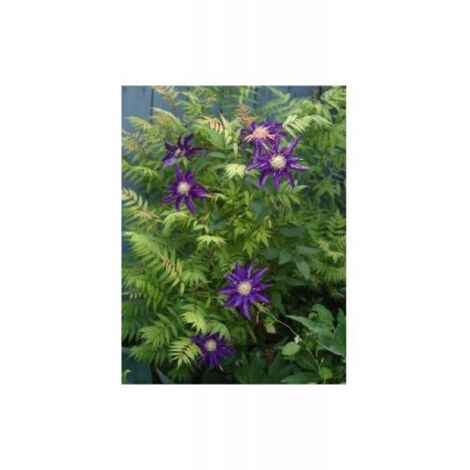 Clématite 'Couronne Royale' Pot de 1,5L/2L