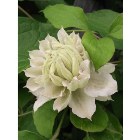 Clématite 'Dancing dorien®' Pot de 2L/3L
