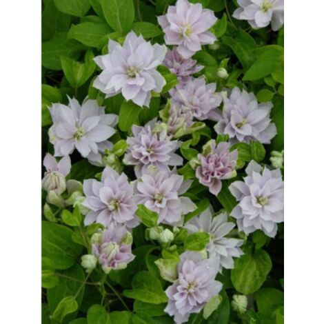 Clématite 'Dancing Queen®' Pot de 2L/3L