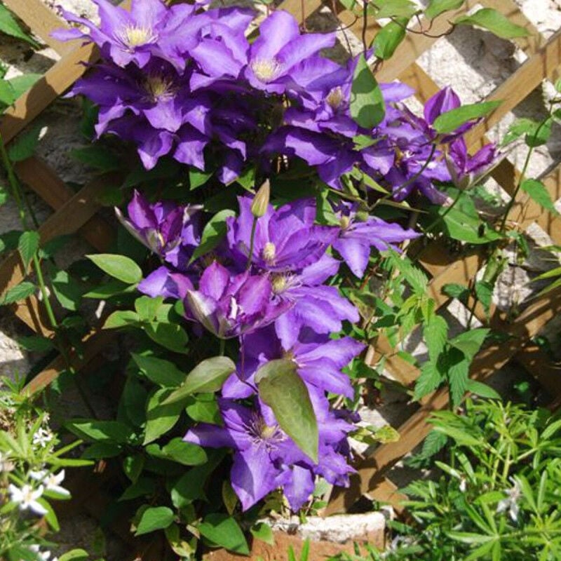 Plantes Avenue - Clématite Daniel Deronda/Pot de 3L