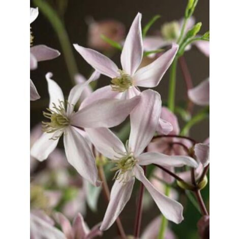 Clématite d'Armand 'Apple Blossom' Pot de 2L/3L