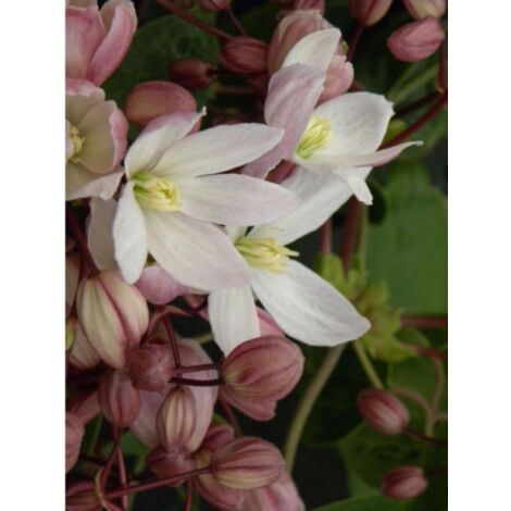 Clématite d'Armand 'Hundersonii Rubra' Pot de 2L/3L