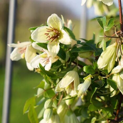 JAVOY PLANTES Clématite de Noël 'Christmas Surprise®' clematis cirrhosa 3L