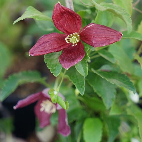 JAVOY PLANTES Clématite de Noël 'Lansdowne Gem' - clematis cirrhosa 3L