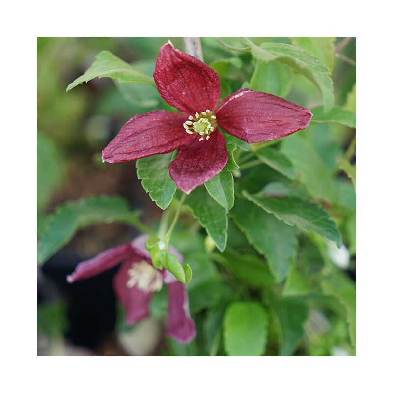 Clématite de Noël 'Lansdowne Gem' - clematis cirrhosa 3L