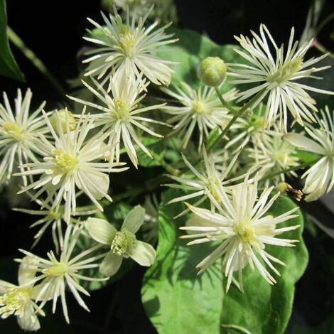 Clématite vigne blanche