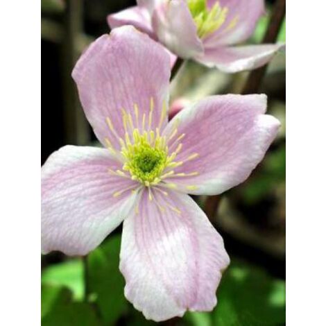 Clématite des montagnes 'Fragrant Spring' Pot de 1,5L/2L