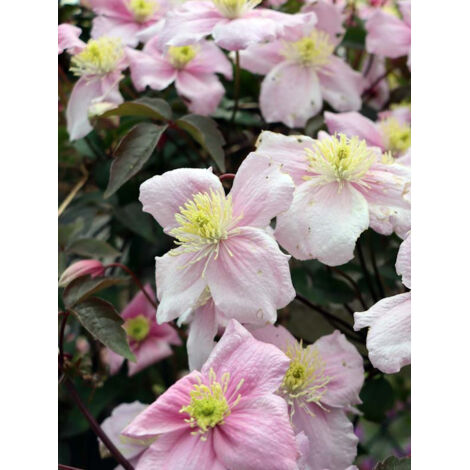 Clématite des montagnes 'Mayleen' Pot de 2L/3L