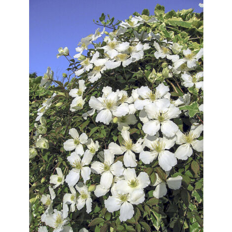 Clématite des montagnes 'Spring Joy' Pot de 2L/3L