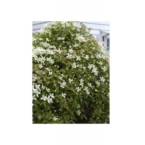 Clématite des montagnes 'Wilsonii' Pot de 2L/3L
