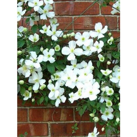 Clématite des montagnes'Grandiflora' Godet de 8/9 cm
