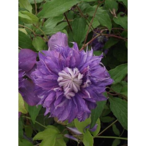 Clématite 'Diamantina™' Pot de 2L/3L