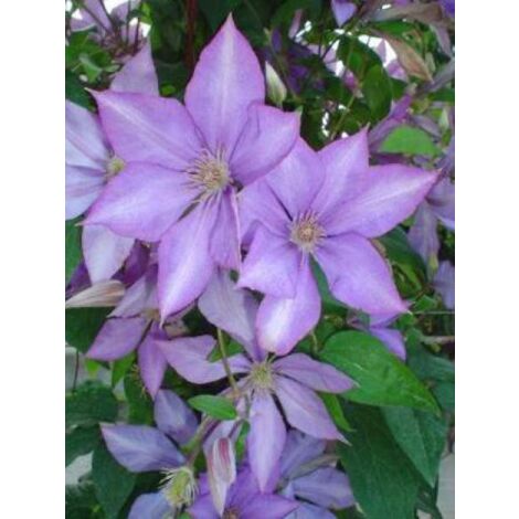 Clématite 'Dorothy Walton' Pot de 1,5L/2L