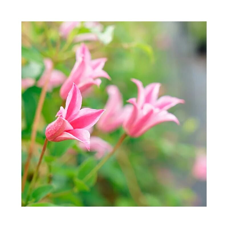 Clématite 'Duchess of Albany' clematis texensis 3L